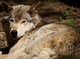 Wolf Wildlife Laying down