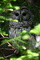 Barred Owl Hiding in Tree