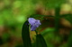 Blue Forest Flower Macro Bright Background