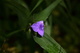 Blue Forest Wildflower Macro