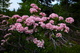 Dolly Sods Pink Mountain Laurel Flowers