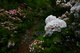 Dolly Sods Mountain Laurel Flowers Trail