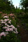 Dolly Sods Mountain Laurel Flower Trail