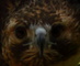 Hawk Face and beak