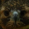 Hawk Face Beak Feathers