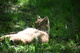 Lazy Bobcat laying in grass