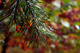 Fall Pine Tree Needles