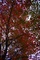 Fall Red Green Tree