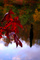 Fall Red Leaf Lake