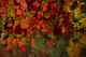 Fall Red Tree Lake