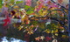 Autumn Tree Leaf Colors Bokeh Lake