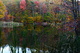 Fall Lake Reflections Cat Tails