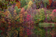 Fall Winecellar Lake