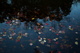 Fall Leaves Floating Water