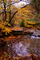 Kellys Creek Fall Leaves