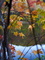 Looking Through Autumn Tree Leaves Lake