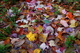 Autumn Leaves Fall Leaf Trail