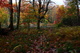 Beautiful Forest Lake Fall Foliage Trail