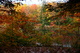 Fall Foliage Colors Forest Lake
