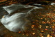 Fall Foliage Creek Leaves Stream