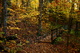 Fall Foliage Forest Foot Trail Bridge