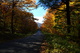 Fall Trees wv Forest Country Road