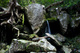 Rocks Tree Roots Spring Forest