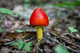 Spring Mushroom Forest Floor Macro