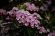 Wv Mountain Wildflowers Springtime