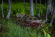 Forest Floor Spring Ferns