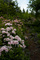 Forest Trail Spring Flowers