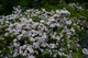 Forest Wildflowers Bush