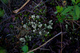 Forestfloor Macro Spring Foliage