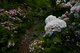 Garden Eden Walking Trail Flowers