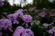 Mountain Field Spring Wildflowers Pink