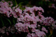 Pink Azaleas Mountain Flowers