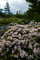 Spring Bloom Wildflowers Bush
