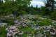 Spring Field Wildflowers