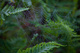 Spring Morning Spiderweb