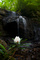 Spring Mountain Waterfall Rhododendron Flower