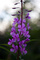Spring Mountain Wildflower Purple