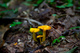 Spring Mushrooms Forest Floor