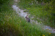 Spring Peter Cottontail Rabbit Bunny Trail