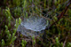 Spring Spiderweb Dew Morning