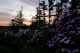 Spring Sunset Mountain Wildlflowers
