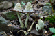 Spring Mushrooms Macro