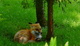Red Fox Laying Grass Forest
