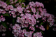 Spring Wildflowers Bouquet