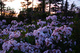 Sunset Spring Wildflowers Bouquet