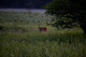 Whitetail Deer Spring Morning Field